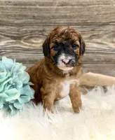 Westin, a male Whoodle for sale in Merritt, MI – 4 of 7