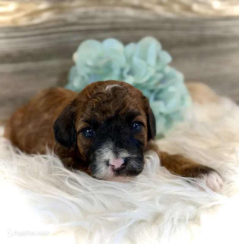 Westyn – Whoodle puppy for sale in Merritt, MI