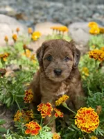 Daisy, a female Whoodle for sale in Merritt, MI – 7 of 7
