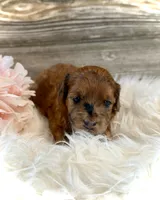 Petunia, a female Whoodle for sale in Merritt, MI – 2 of 4