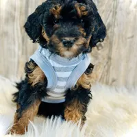 Oreo- mini, a female Whoodle for sale in Merritt, MI – Photo 1 of 3