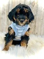 Oreo- mini, a female Whoodle for sale in Merritt, MI – Photo 1 of 3