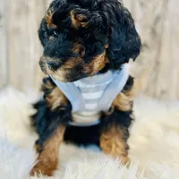 Oreo- mini, a female Whoodle for sale in Merritt, MI – Photo 3 of 3