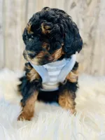 Oreo- mini, a female Whoodle for sale in Merritt, MI – Photo 3 of 3