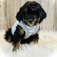 Oreo- mini, a female Whoodle for sale in Merritt, MI – Photo 2 of 3