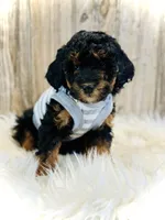 Oreo- mini, a female Whoodle for sale in Merritt, MI – Photo 2 of 3