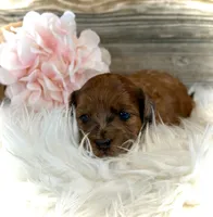 Daisy, a female Whoodle for sale in Merritt, MI – 2 of 4
