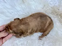 Goose - mini, a male Whoodle for sale in Merritt, MI – Photo 3 of 5