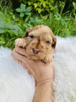 Goose - mini, a male Whoodle for sale in Merritt, MI – Photo 4 of 5