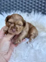 Goose - mini, a male Whoodle for sale in Merritt, MI – Photo 2 of 5