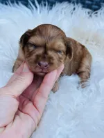 Goose - mini, a male Whoodle for sale in Merritt, MI – Photo 1 of 5
