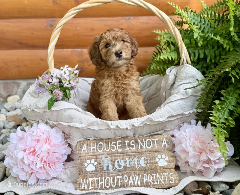 Petunia – Whoodle puppy for sale in Merritt, MI