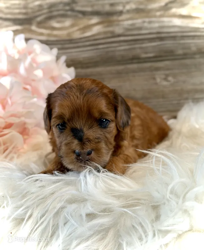 Petunia – Whoodle puppy for sale in Merritt, MI