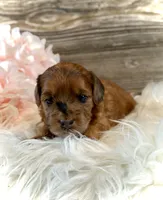 Petunia, a female Whoodle for sale in Merritt, MI – 1 of 4