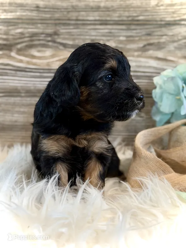 Drover – Whoodle puppy for sale in Merritt, MI
