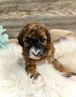 Westin, a male Whoodle for sale in Merritt, MI – 5 of 7