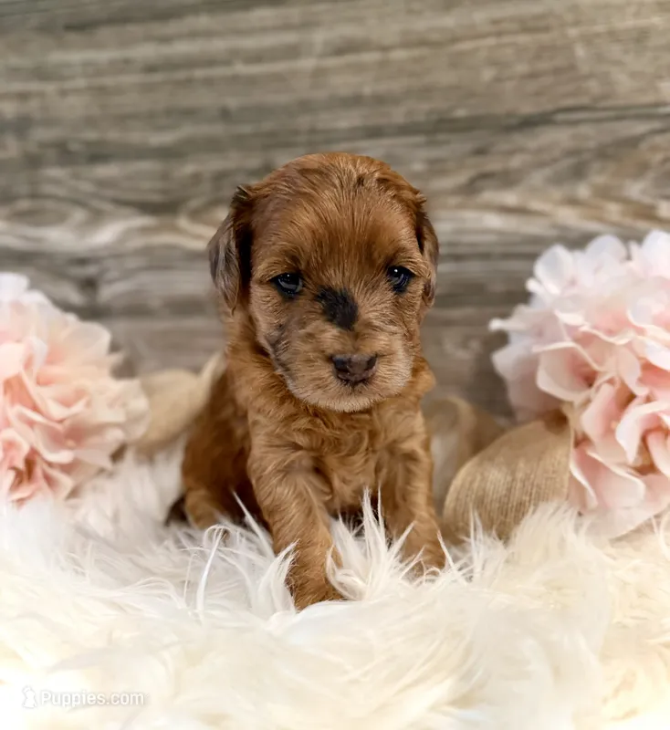Petunia – Whoodle puppy for sale in Merritt, MI