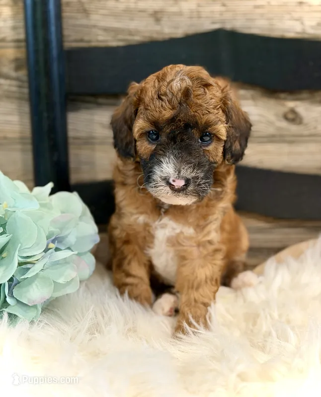 Westin – Whoodle puppy for sale in Merritt, MI