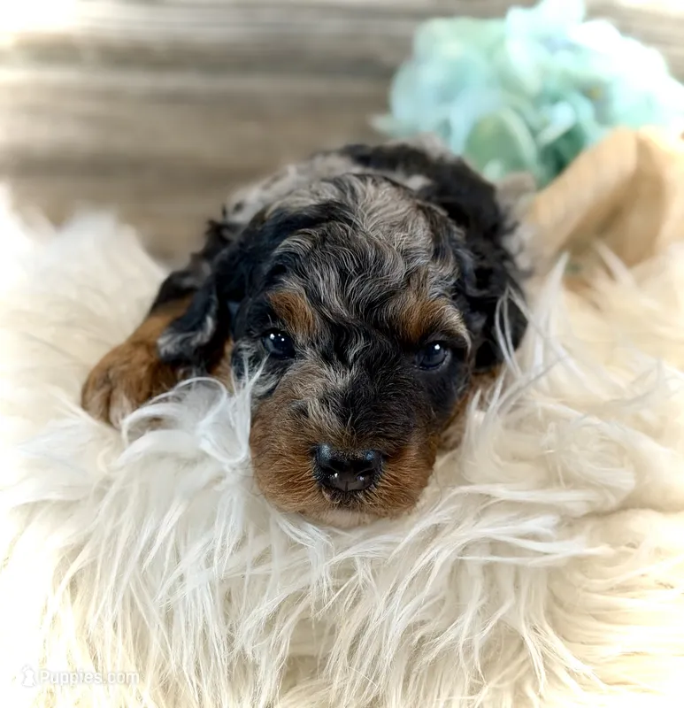 Thunder – Whoodle puppy for sale in Merritt, MI
