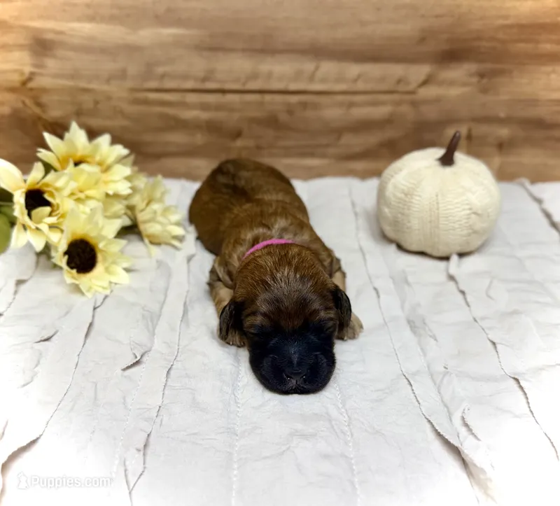 Holly – Whoodle puppy for sale in Merritt, MI
