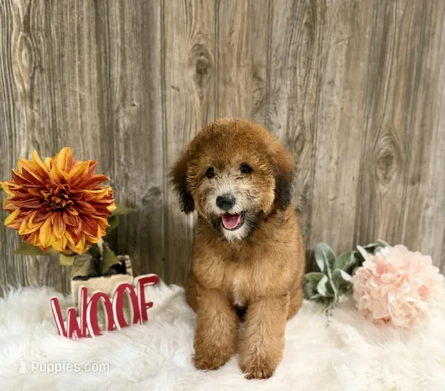 Phoebe – Whoodle puppy for sale in Merritt, MI