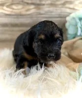 Drover, a male Whoodle for sale in Merritt, MI – 2 of 4