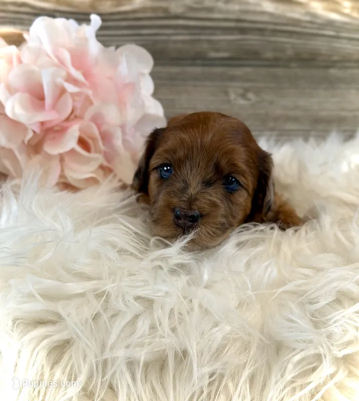 Daisy – Whoodle puppy for sale in Merritt, MI