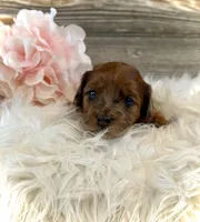 Daisy, a female Whoodle for sale in Merritt, MI – 1 of 4