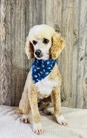 Westyn, a male Whoodle for sale in Merritt, MI – 3 of 4