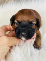 Rusty, a male Whoodle for sale in Merritt, MI – Photo 3 of 5
