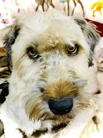 Rusty, a male Whoodle for sale in Merritt, MI – Photo 5 of 5