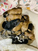 Rusty, a male Whoodle for sale in Merritt, MI – Photo 2 of 5