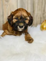 Rusty, a male Whoodle for sale in Merritt, MI – Photo 1 of 5