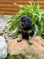 Drover, a male Whoodle for sale in Merritt, MI – 5 of 7