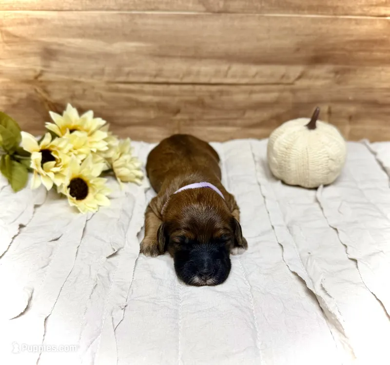 Cindy Lou – Whoodle puppy for sale in Merritt, MI