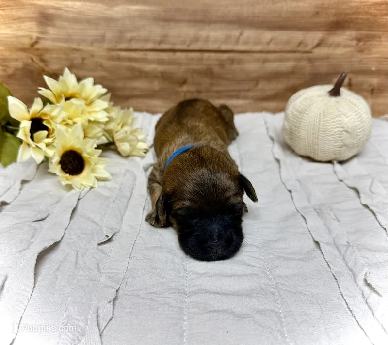 Ralphie – Whoodle puppy for sale in Merritt, MI