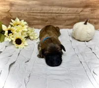 Ralphie, a male Whoodle for sale in Merritt, MI – 1 of 2