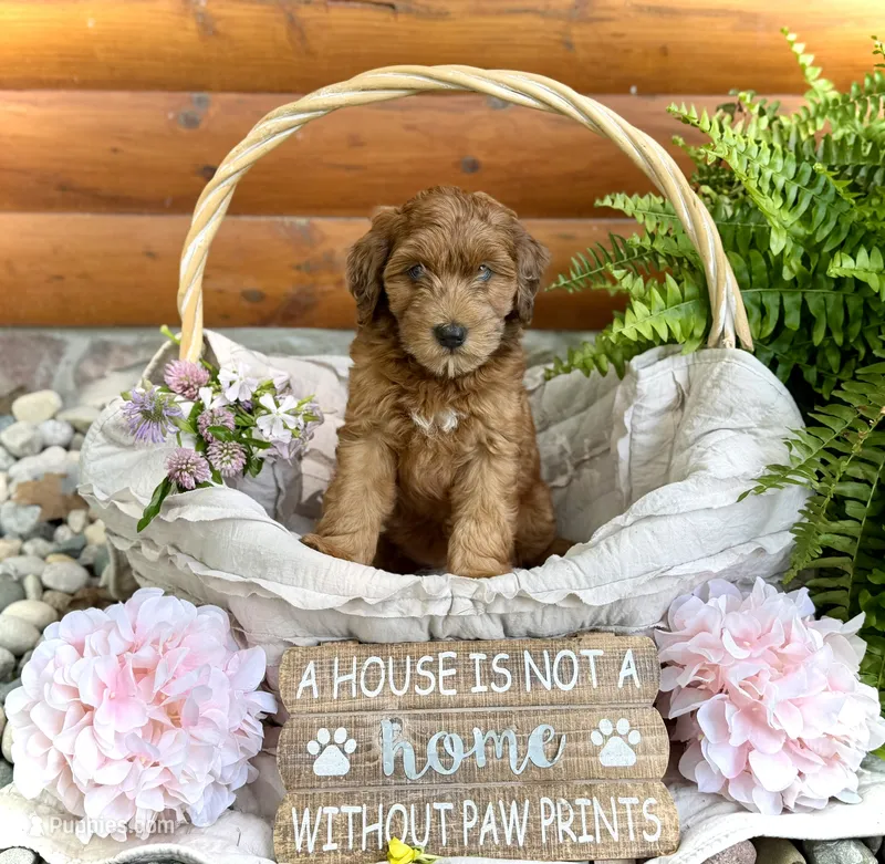 Daisy – Whoodle puppy for sale in Merritt, MI