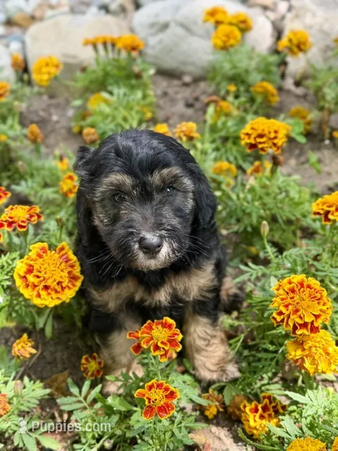 Drover – Whoodle puppy for sale in Merritt, MI