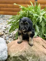 Drover, a male Whoodle for sale in Merritt, MI – 7 of 7