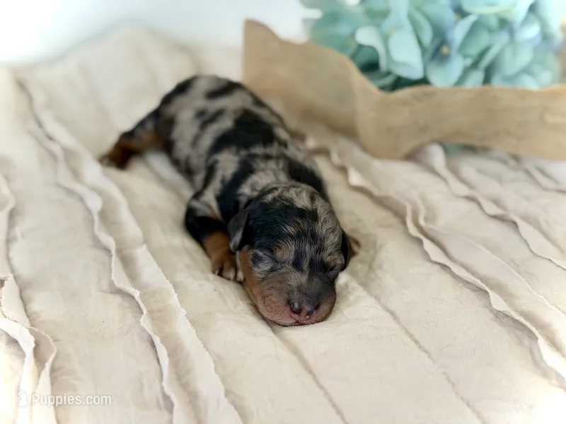 Mini Whoodle – Whoodle puppy for sale in Merritt, MI