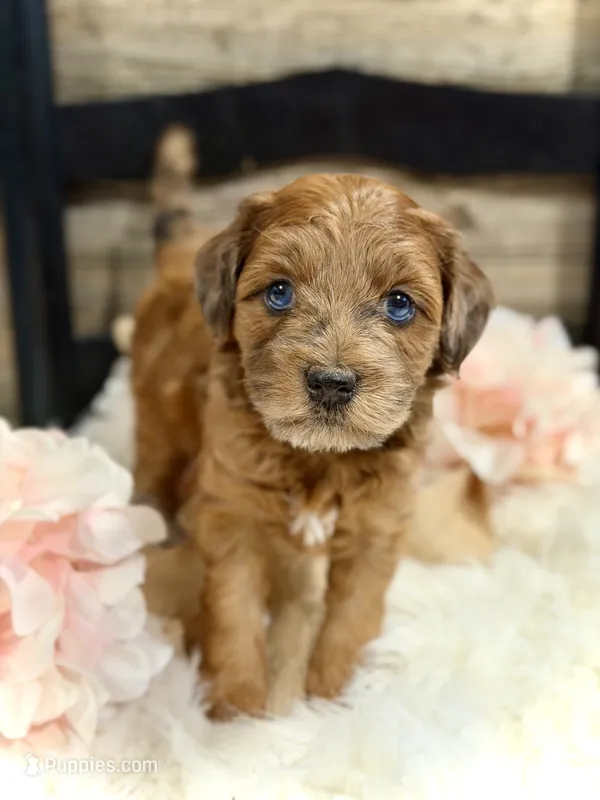 Daisy – Whoodle puppy for sale in Merritt, MI