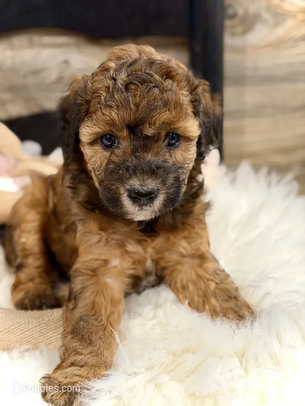 Phoebe – Whoodle puppy for sale in Merritt, MI