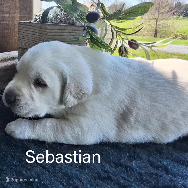 Sebastian  – Labrador Retriever puppy for sale in Apple Creek, OH