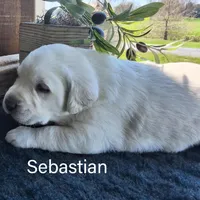 Sebastian , a male Labrador Retriever for sale in Apple Creek, OH – 1 of 5