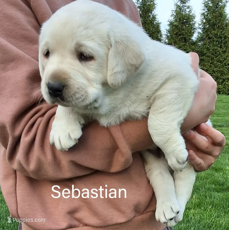 Sebastian  – Labrador Retriever puppy for sale in Apple Creek, OH