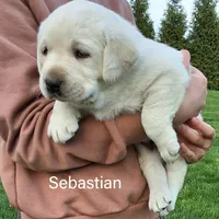 Sebastian , a male Labrador Retriever for sale in Apple Creek, OH – 3 of 5
