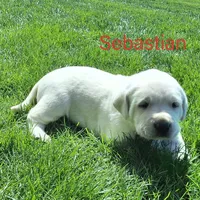 Sebastian , a male Labrador Retriever for sale in Apple Creek, OH – Photo 1 of 3