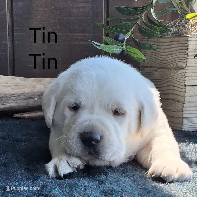 Tin Tin  – Labrador Retriever puppy for sale in Apple Creek, OH