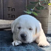 Tin Tin , a male Labrador Retriever for sale in Apple Creek, OH – 3 of 5